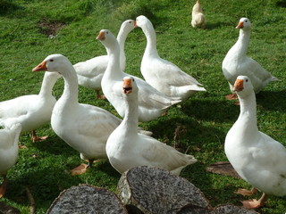 Flock of Embden Geese in Wensleydale