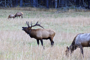 Elk Bugling in a Grassy Field