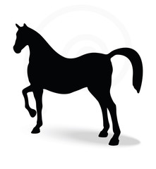 silhouette in show horse pose