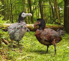 Dodo Birds In Forest © auntspray