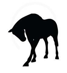 horse silhouette in standing around pose