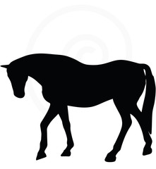 horse silhouette in walking head down