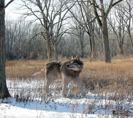 An illustration of the extinct Dire Wolf hunting alone in the woods. The dire wolf is an extinct carnivorous mammal of the genus Canis, roughly the size of the gray wolf, but with a heavier build.
