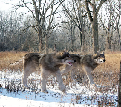Fototapeta An illustration of Dire Wolves hunting together in the woods. The dire wolf is an extinct carnivorous mammal of the genus Canis, roughly the size of the extant gray wolf, but with a heavier build.