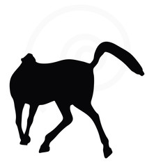 horse silhouette in looking good pose