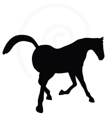 horse silhouette in looking good pose