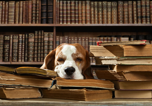 Dog In Library