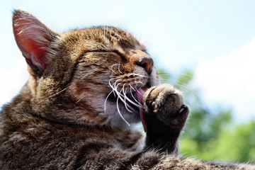 Washing a cat