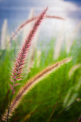 The flower of grass
