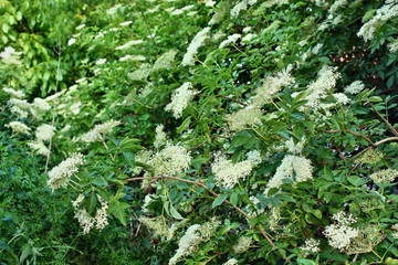 Elderberry flower