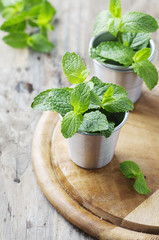 Green fresh mint on the wooden table