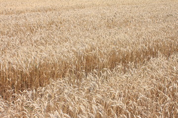 Field of wheat ready to be harvested. Natural color