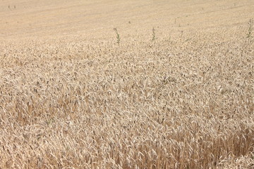 Field of wheat ready to be harvested. Natural color