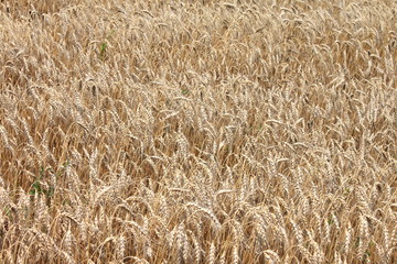 Field of wheat ready to be harvested. Natural color