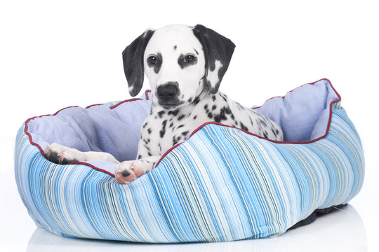 Dalmatiner Welpe im K&ouml;rbchen