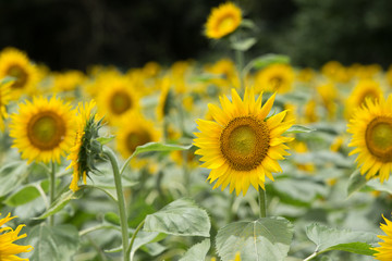 ひまわり畑（向日葵畑）
