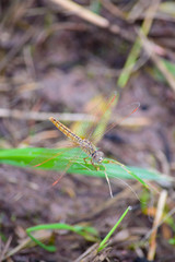 Resting red dragonfly