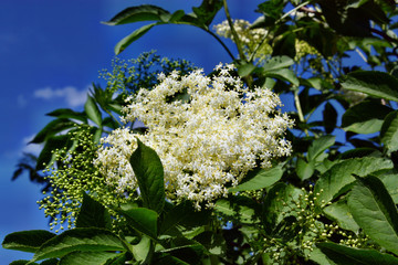 Blooming elderberry