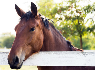 Rider on horse portrait