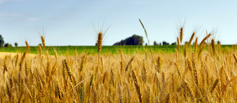 Wheat field agriculture
