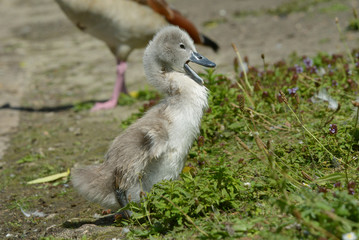 Mute Swan - nestling