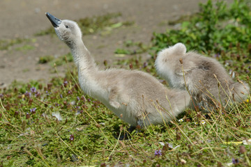 Mute Swan - nestlings