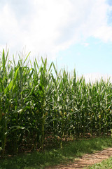 Obraz premium campo di granoturco con cielo azzurro