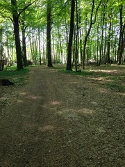 Waldweg