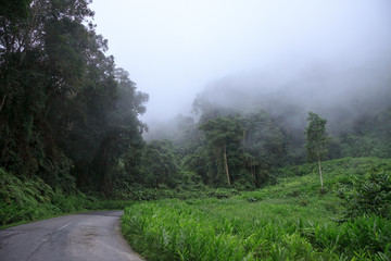 Asphalt road through rain forest covered with fog 