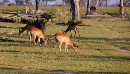 Rote Litschi-Antilope