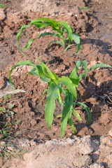 corn cultivation