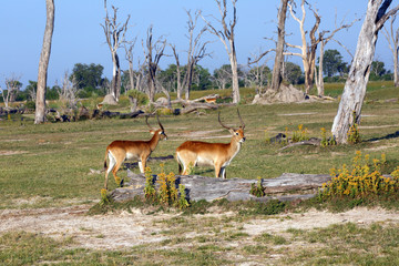 Rote Litschi-Antilope