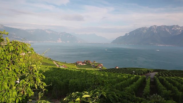 Vineyards of the Lavaux region over lake Leman (lake of Geneva),Switzerland