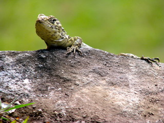 Naklejka na ściany i meble Lizard on Rock