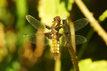Broad-bodied Chaser
