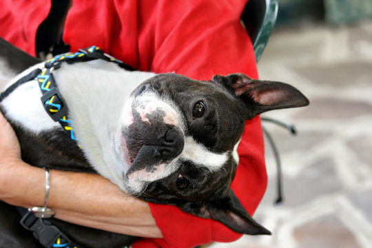 Young Boston Terrier