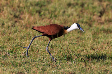 Jacana