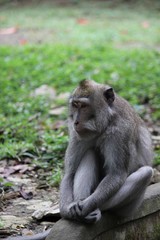 Naklejka na ściany i meble Indonesian Monkey sit ona wall, seems like thinking