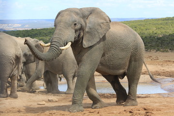 Elephant family at water hole
