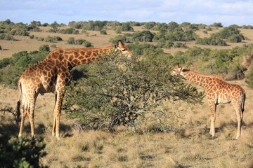 Giraffe family