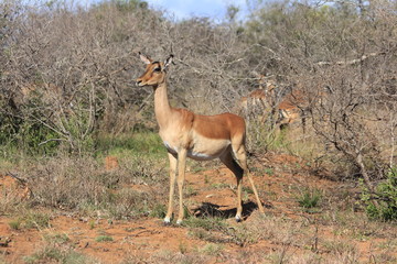 Springbok