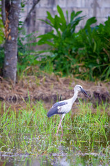 The Asian Openbill or Asian Openbill Stork (Anastomus oscitans)