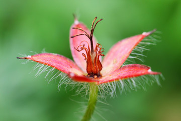 Overblown Geranium pratense flower