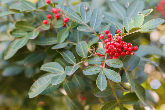 Schinus terebinthifolius, Brazilian pepper, aroeira, rose pepper