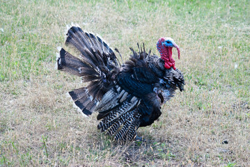turkey