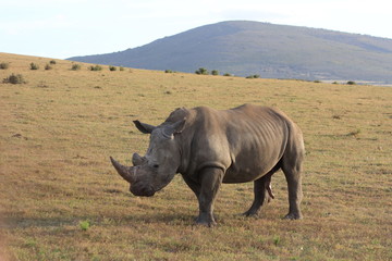 Obraz premium White rhino