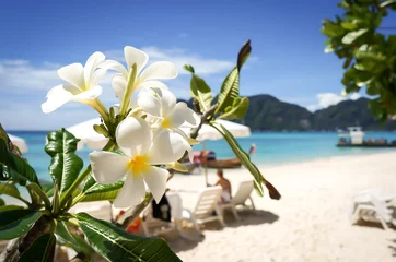 Cercles muraux Frangipanier Plumeria flower on tropical beach background - Phiphi Island Thailand