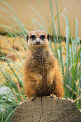 suricate 20072015
