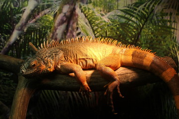 Striped orange lizard in the Moscow zoo