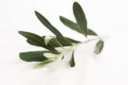 Olive branch with green leaves